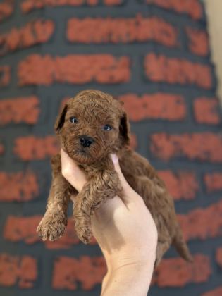 POODLE BEBEKLERİM YENİ AİLELERİMİ ARIYOR