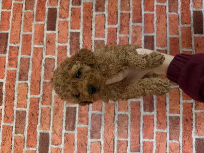 KURABİYE TADINDA POODLE YAVRULARIM YENİ AİLESİNİ BEKLİYOR