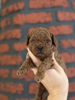 POODLE BEBEKLERİM YENİ AİLELERİMİ ARIYOR