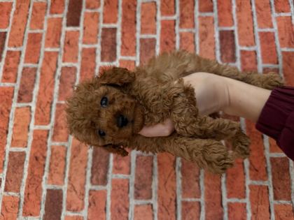 KURABİYE TADINDA POODLE YAVRULARIM YENİ AİLESİNİ BEKLİYOR
