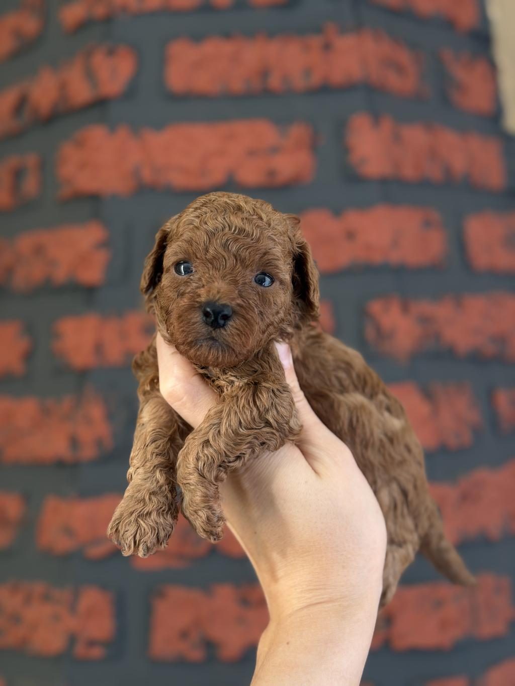 POODLE BEBEKLERİM YENİ AİLELERİMİ ARIYOR