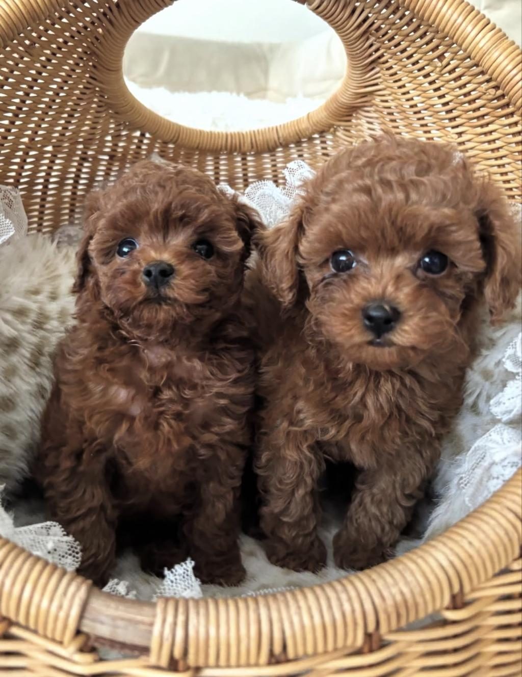 SHOW KALİTE TOY POODLE BEBEKLERİM