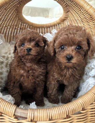 SHOW KALİTE TOY POODLE BEBEKLERİM