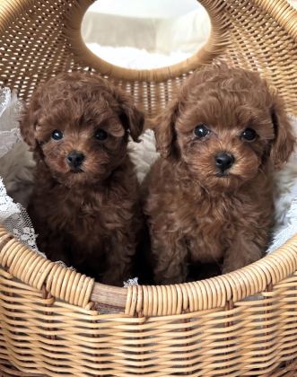 SHOW KALİTE TOY POODLE BEBEKLERİM