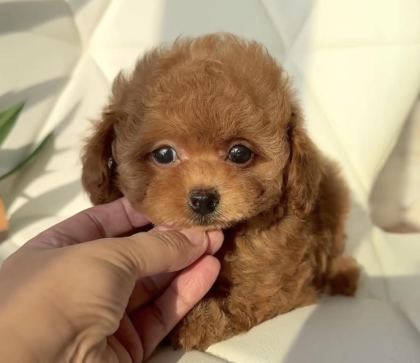ÖZENLE BÜYÜTÜLEN TOY POODLE YAVRULAR