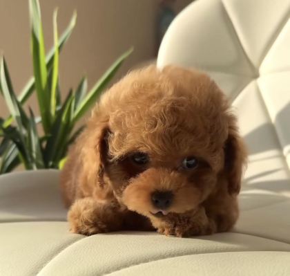 ÖZENLE BÜYÜTÜLEN TOY POODLE YAVRULAR