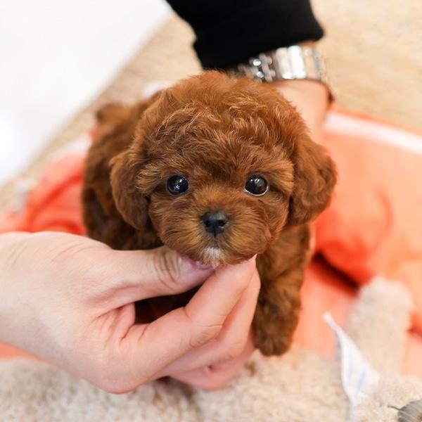 EN OZEL TOY POODLE BEBİŞLER