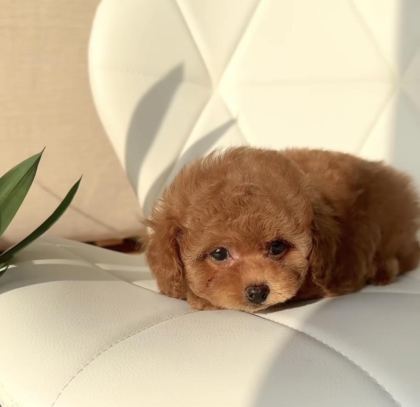 ÖZENLE BÜYÜTÜLEN TOY POODLE YAVRULAR