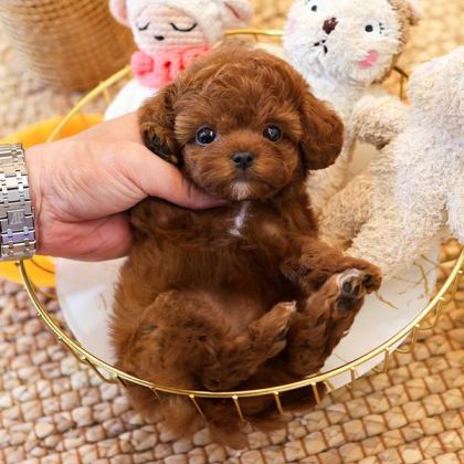 EN OZEL TOY POODLE BEBİŞLER