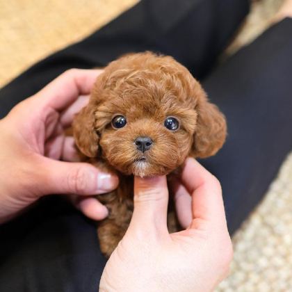 EN OZEL TOY POODLE BEBİŞLER