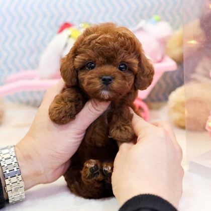 EN OZEL TOY POODLE BEBİŞLER