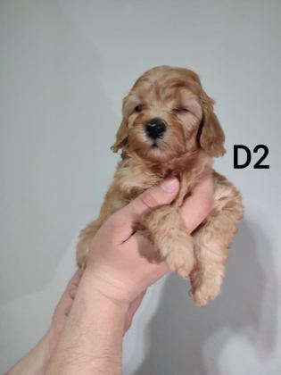 POODLE YAVRUM DİŞİ UYGUN YER SIKINTISINDAN