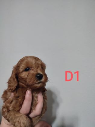 UYGUN FİYAT POODLE YAVRULAR YER SIKINTISINDAN