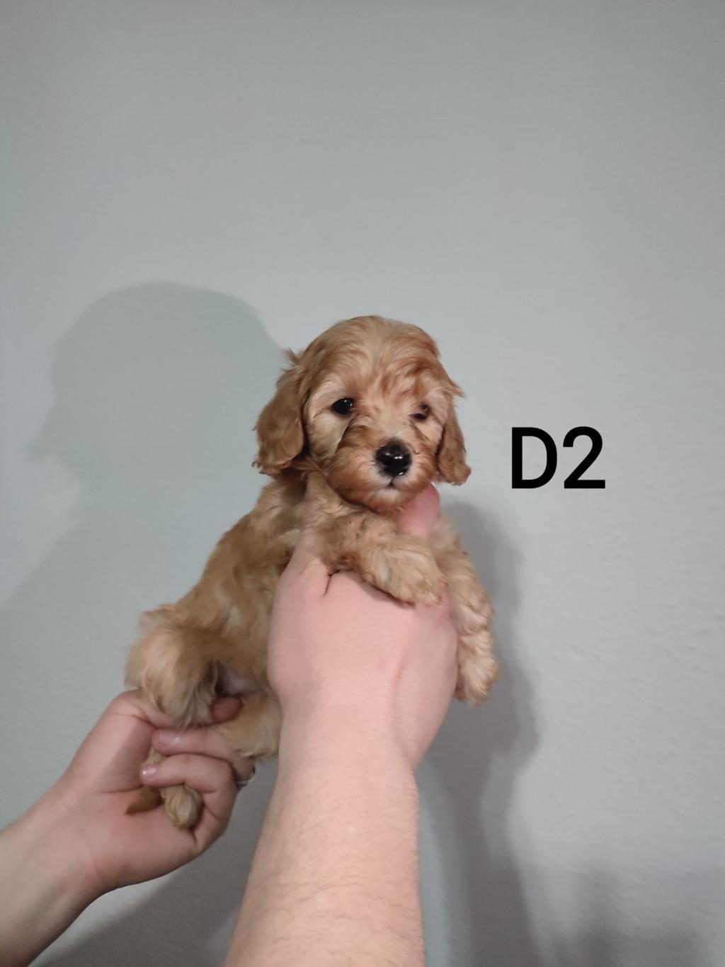 POODLE YAVRUM DİŞİ UYGUN YER SIKINTISINDAN
