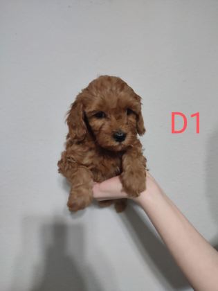 UYGUN FİYAT POODLE YAVRULAR YER SIKINTISINDAN