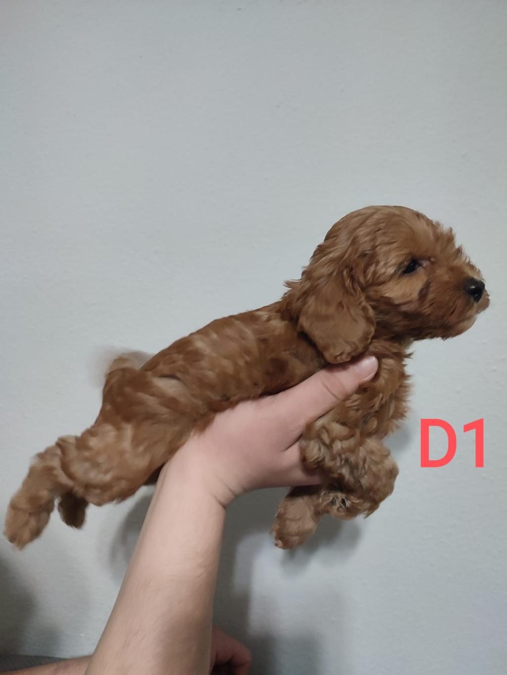UYGUN FİYAT POODLE YAVRULAR YER SIKINTISINDAN