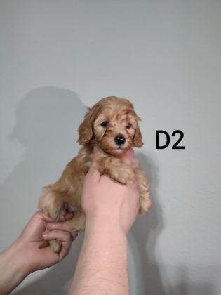 POODLE YAVRUM DİŞİ UYGUN YER SIKINTISINDAN