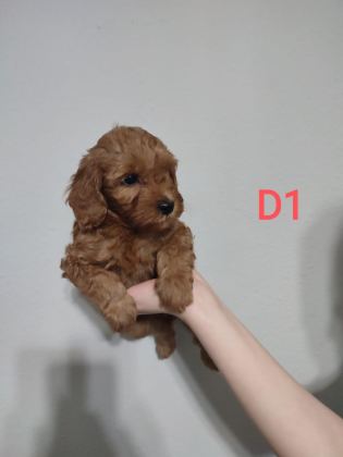 UYGUN FİYAT POODLE YAVRULAR YER SIKINTISINDAN