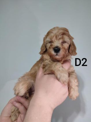 POODLE YAVRUM DİŞİ UYGUN YER SIKINTISINDAN