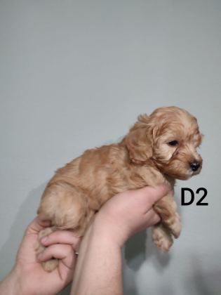 POODLE YAVRUM DİŞİ UYGUN YER SIKINTISINDAN