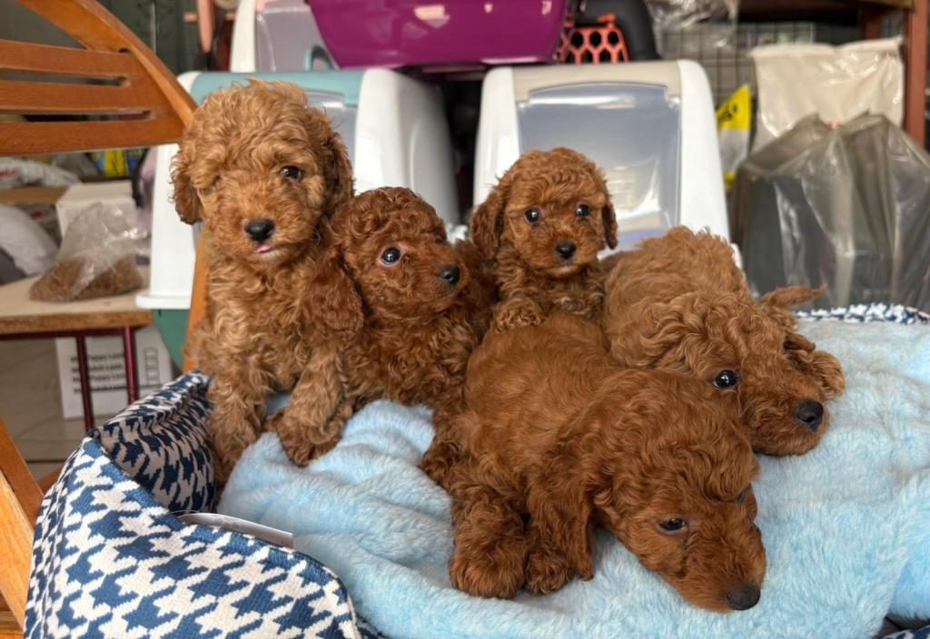TOY POODLE KÖPEKLER TÜY DÖKMEZ