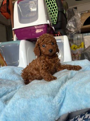 TOY POODLE KÖPEKLER TÜY DÖKMEZ