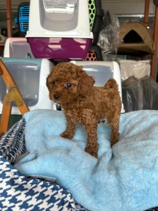 TOY POODLE KÖPEKLER TÜY DÖKMEZ