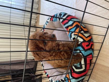 YAVRU TOY POODLE
