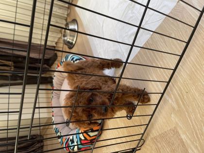 YAVRU TOY POODLE