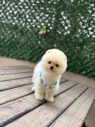 SHOW KALİTE POMERANİAN BOO YAVRULAR