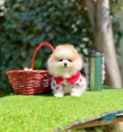 SHOW KALİTE POMERANİAN BOO YAVRULARI