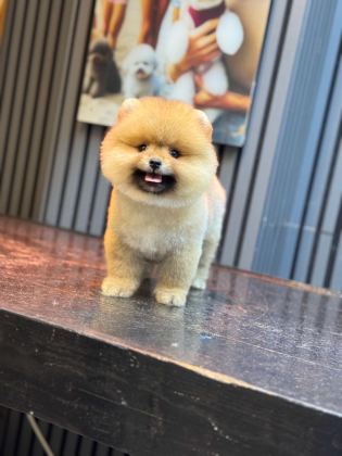 SHOW KALİTE POMERANİAN BOO YAVRULAR