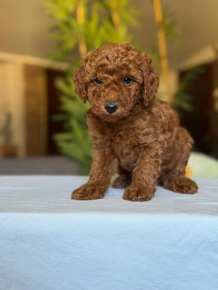 SHOW KALİTE TOY POODLE KÖPEKLER