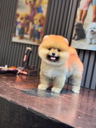SHOW KALİTE POMERANİAN BOO YAVRULAR