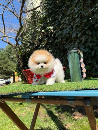SHOW KALİTE POMERANİAN BOO YAVRULARI