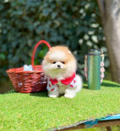 SHOW KALİTE POMERANİAN BOO YAVRULARI