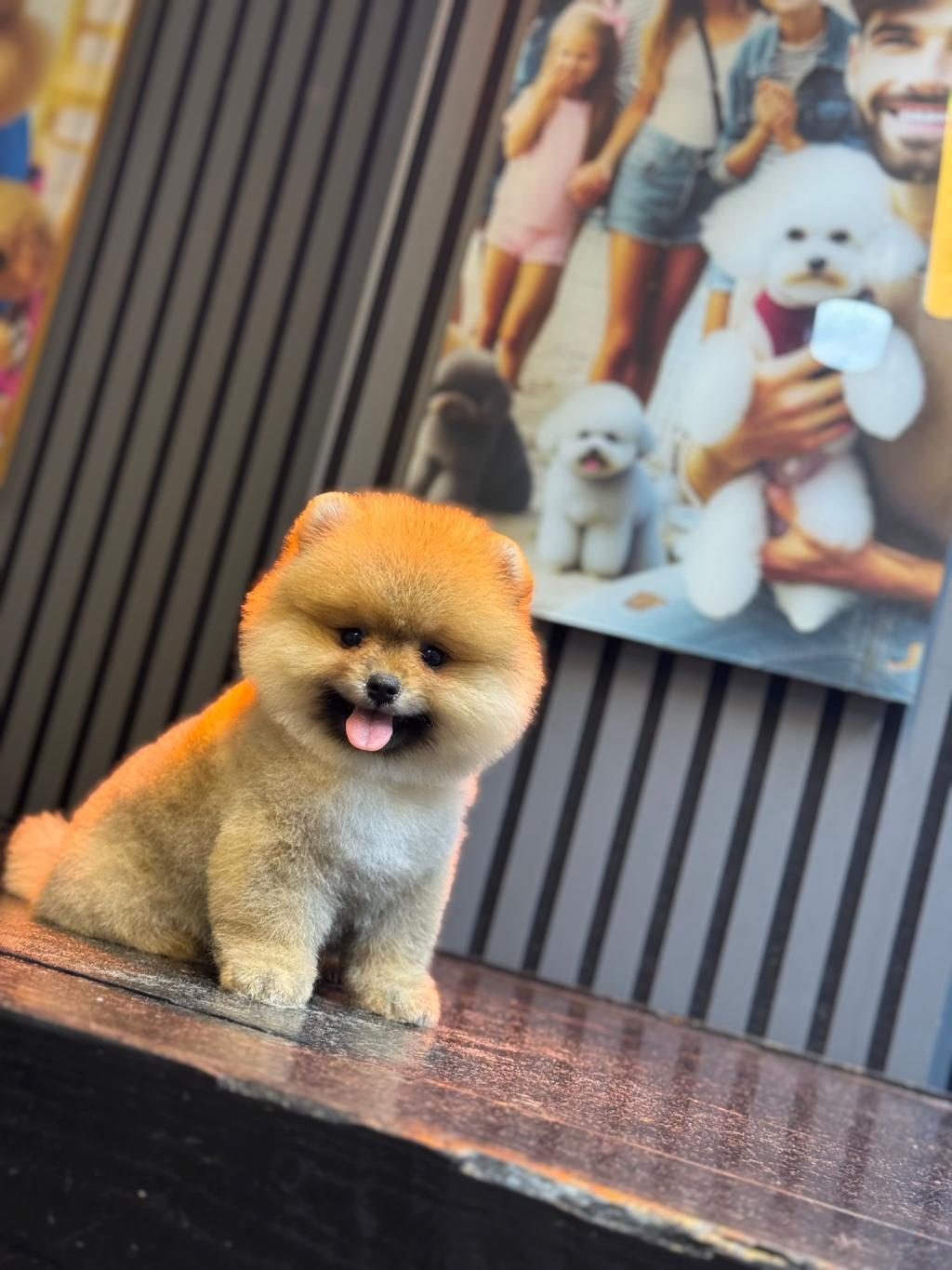SHOW KALİTE POMERANİAN BOO YAVRULAR