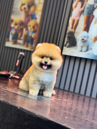 SHOW KALİTE POMERANİAN BOO YAVRULAR