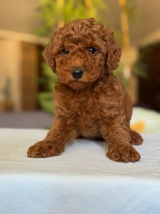 SHOW KALİTE TOY POODLE KÖPEKLER