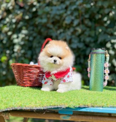 SHOW KALİTE POMERANİAN BOO YAVRULARI
