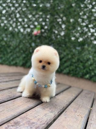 SHOW KALİTE POMERANİAN BOO YAVRULAR