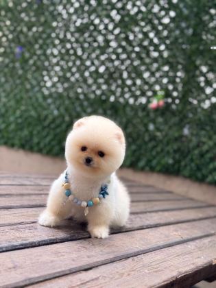 SHOW KALİTE POMERANİAN BOO YAVRULAR