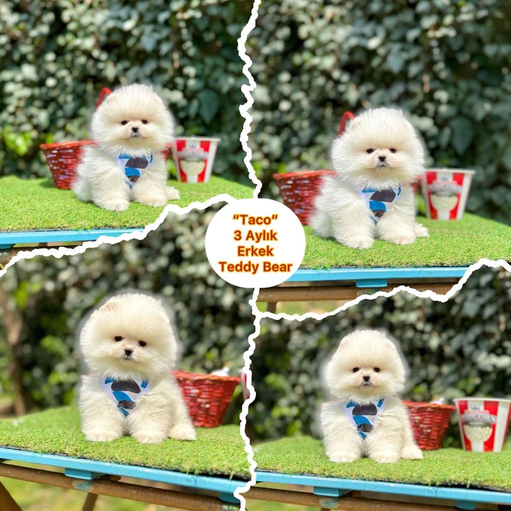 SHOW KALİTE POMERANİAN BOO YAVRULAR