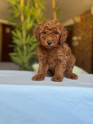 SHOW KALİTE TOY POODLE KÖPEKLER