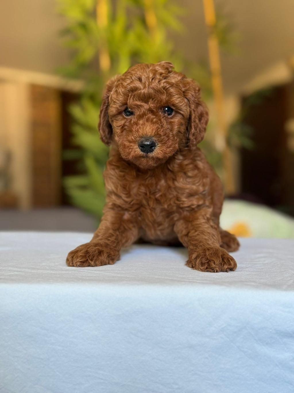 SHOW KALİTE TOY POODLE KÖPEKLER