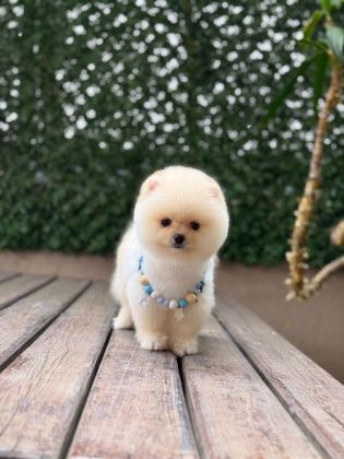 SHOW KALİTE POMERANİAN BOO YAVRULAR