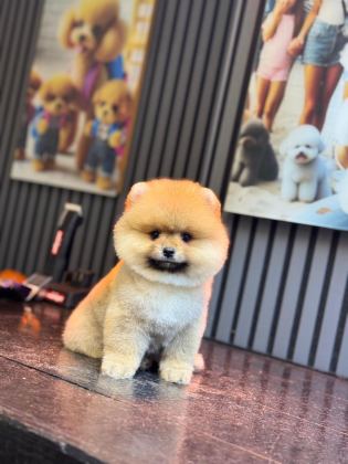 SHOW KALİTE POMERANİAN BOO YAVRULAR