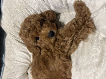 RED BROWN TOY POODLE