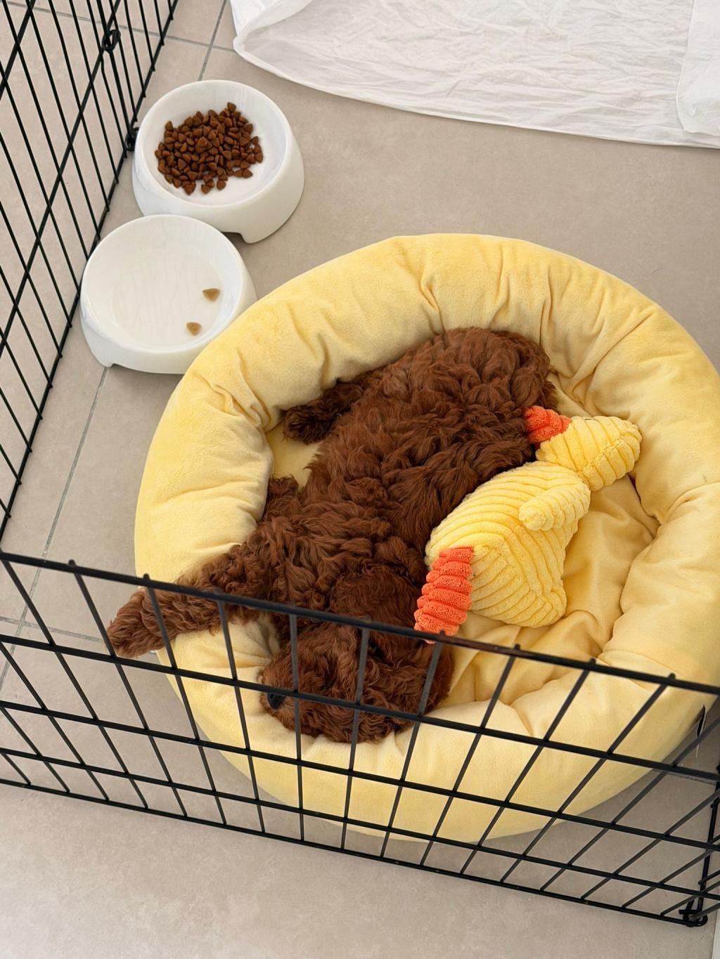 TOY POODLE ERKEK 2 AYLIK