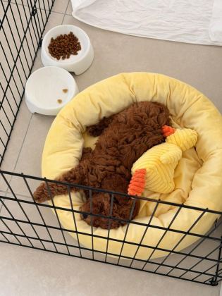 TOY POODLE ERKEK 2 AYLIK
